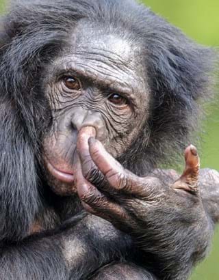Op welke aap lijk jij?