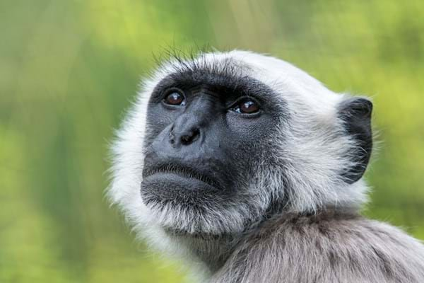 Bengal Hanuman Langur - Apenheul