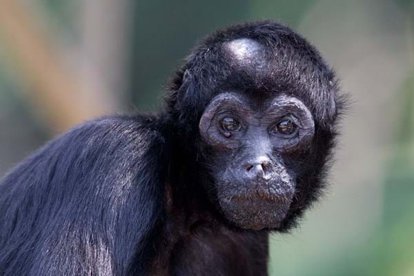 Brown-headed spider monkey - Apenheul